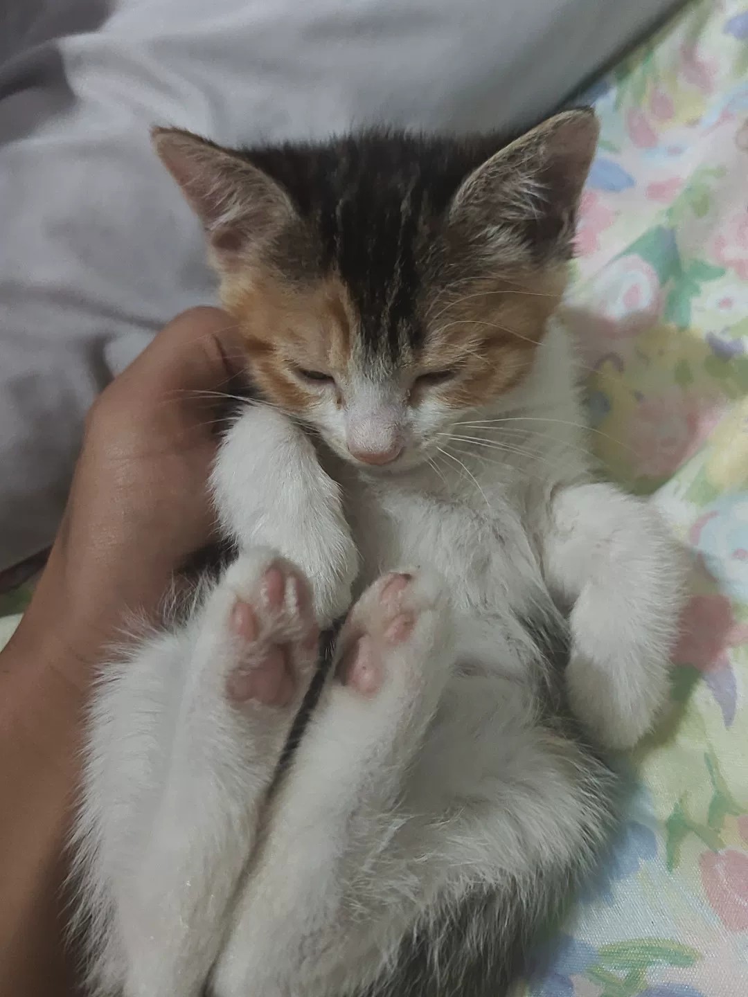 田园三花猫 性格好 粘人